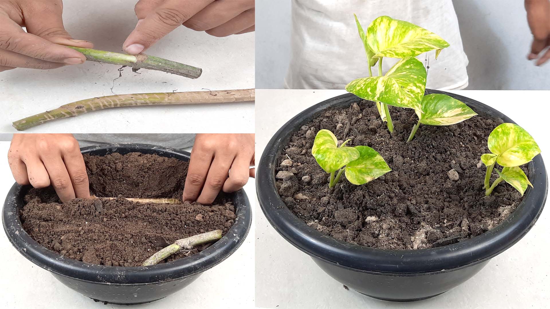 how-to-grow-money-plant-in-soil-indoor-plants-propagating-money-plant